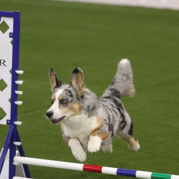 Dudley clearing a 12" agility jump, angling to his right as he clears the bar.