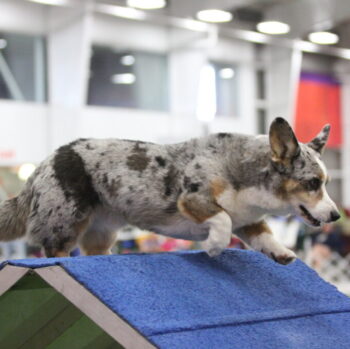 Dudley sailing over the blue apex of the agility a-frame obstacle.