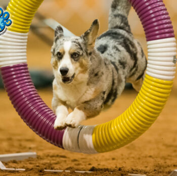 Dudley sailing through a purple, white and orange agility tire obstacle.